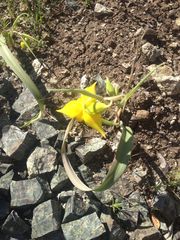 Calochortus amabilis