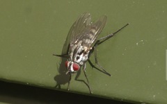 Eustalomyia