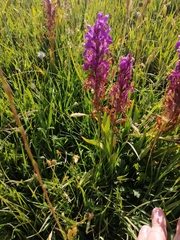 Dactylorhiza elata