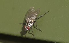 Eustalomyia