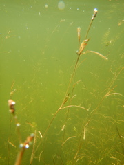 Potamogeton strictifolius
