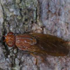 Meiosimyza appula