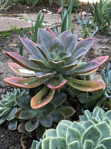 ×Graptoveria 'Fred Ives' 4