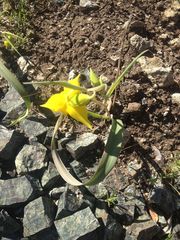 Calochortus amabilis