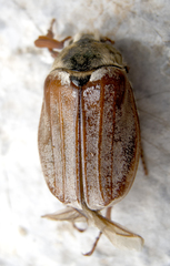 Melolontha hippocastani