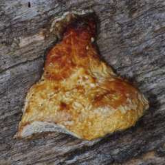 Hexagonia vesparia