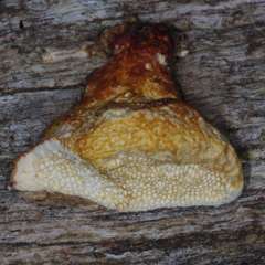 Hexagonia vesparia