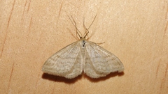 Idaea macilentaria