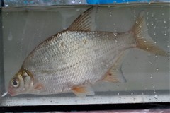 Blicca bjoerkna