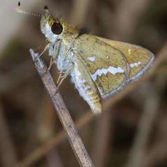 Taractrocera papyria papyria