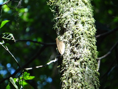 Archaeoprepona demophon