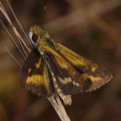 Taractrocera papyria papyria