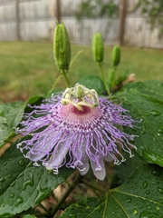 Passiflora incarnata