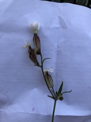 Silene latifolia