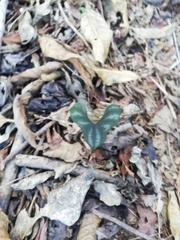 Nervilieae