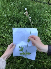 Silene latifolia