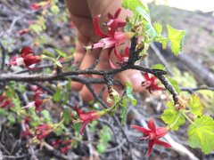 Ribes lobbii