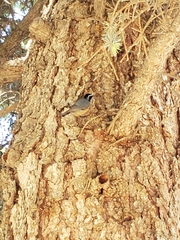 Sitta canadensis