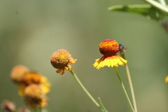 Helenium amphibolum
