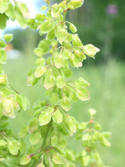 Rumex longifolius