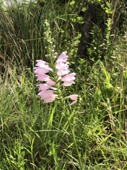 Physostegia angustifolia