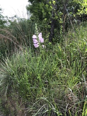 Physostegia angustifolia