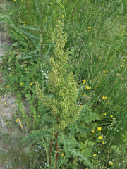 Rumex longifolius