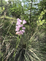 Physostegia angustifolia
