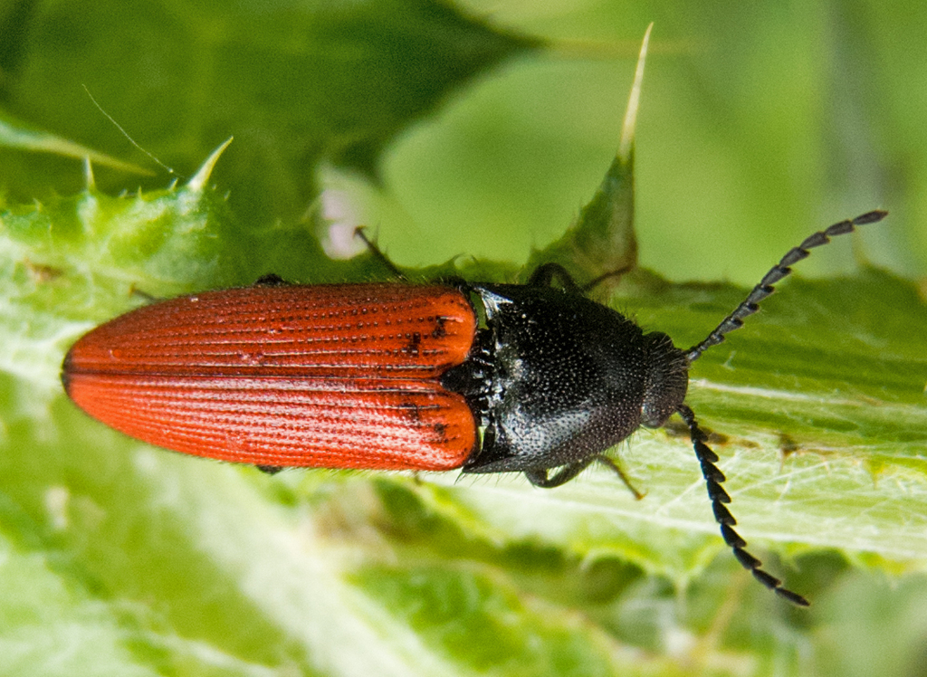Red-horned Cardinal Click Beetle