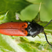Ampedus rufipennis - Photo (c) katunchik, some rights reserved (CC BY), uploaded by katunchik
