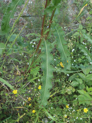 Rumex longifolius