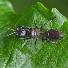 Pemphredonina