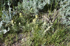 Castilleja flava flava