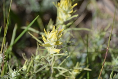 Castilleja flava flava
