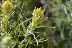 Castilleja flava flava