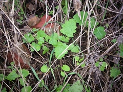 Phacelia malvifolia