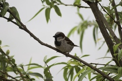 Passer domesticus