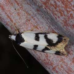 Eulechria sigmophora