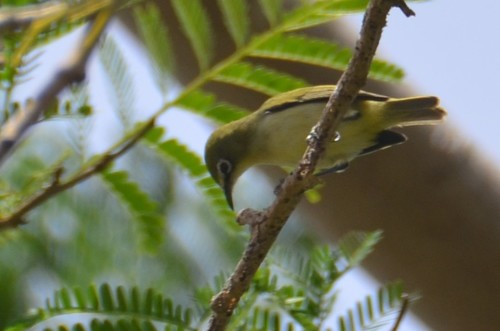 Bridled White-eye (Zosterops conspicillatus), photo 9