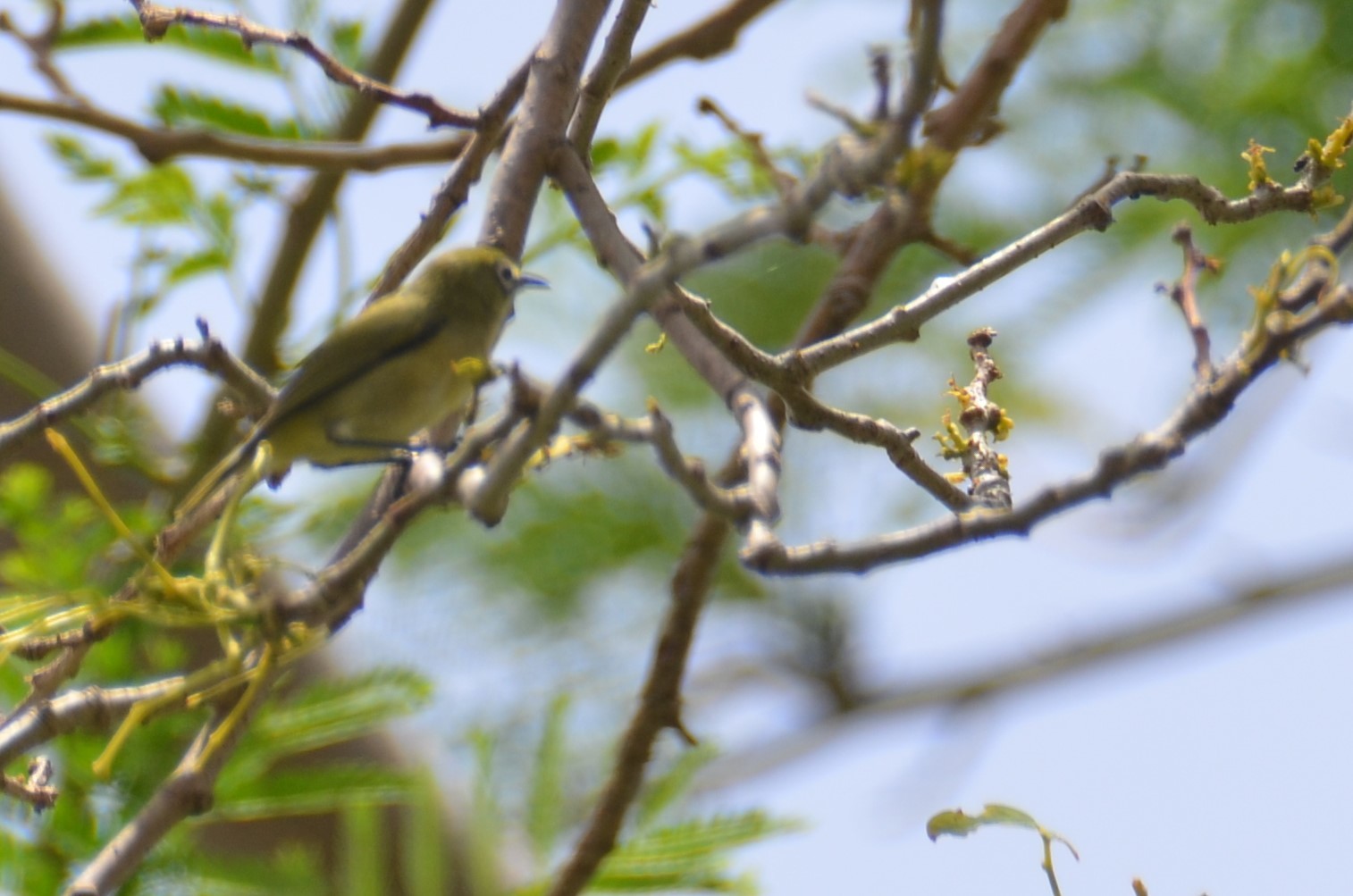 Bridled White-eye (Zosterops conspicillatus), photo 3