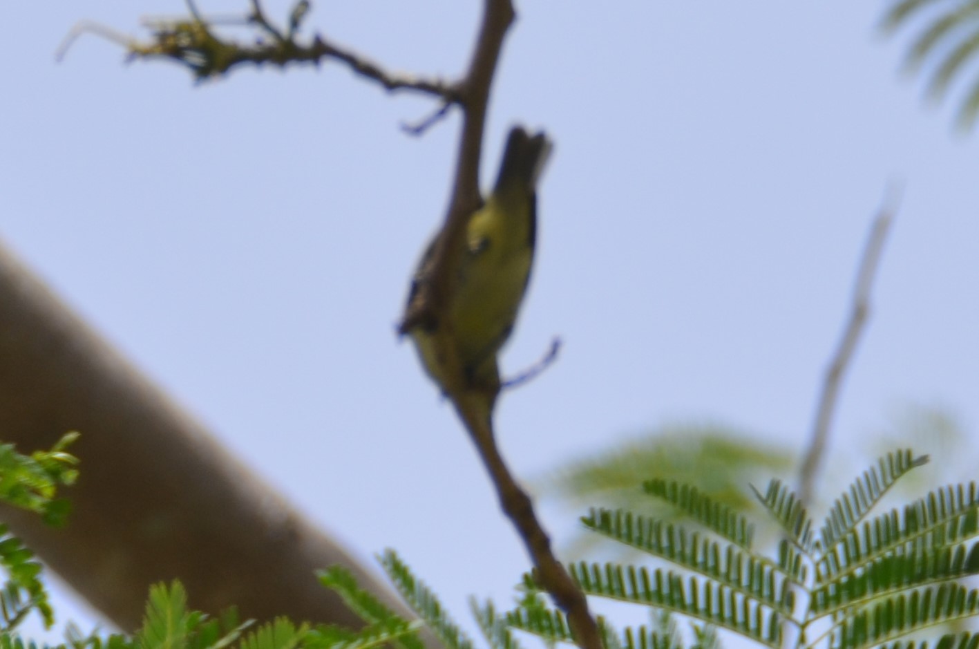 Bridled White-eye (Zosterops conspicillatus), photo 6