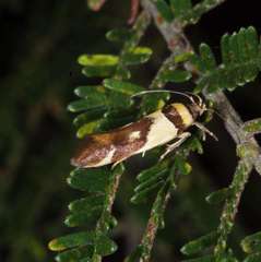 Macrobathra chrysotoxa