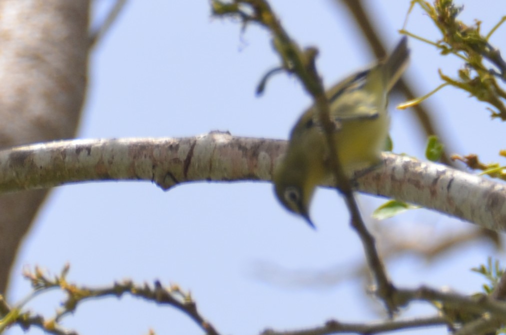 Bridled White-eye (Zosterops conspicillatus), photo 7