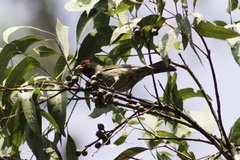 Haemorhous mexicanus