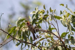 Haemorhous mexicanus