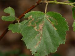 Stigmella betulicola