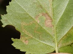 Stigmella betulicola