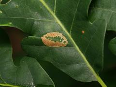 Phyllonorycter quercifoliella