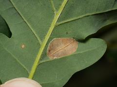 Phyllonorycter quercifoliella
