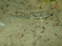 Pomatoschistus microps